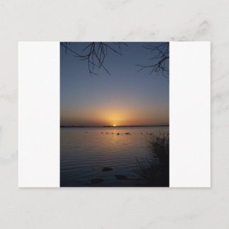 Carte Postale Cygnes