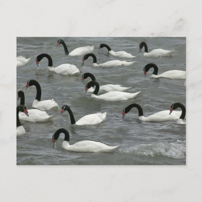 Carte Postale Cygnes à cou noir (Cygnus melancoryphus) (Devant)