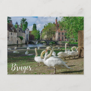 Carte Postale Cygnes blancs dans le centre de Bruges