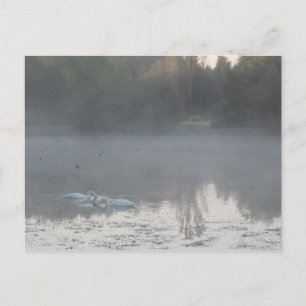 Carte Postale cygnes dans le brouillard