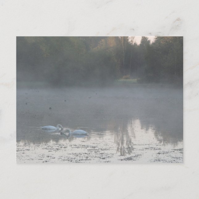 Carte Postale cygnes dans le brouillard (Devant)