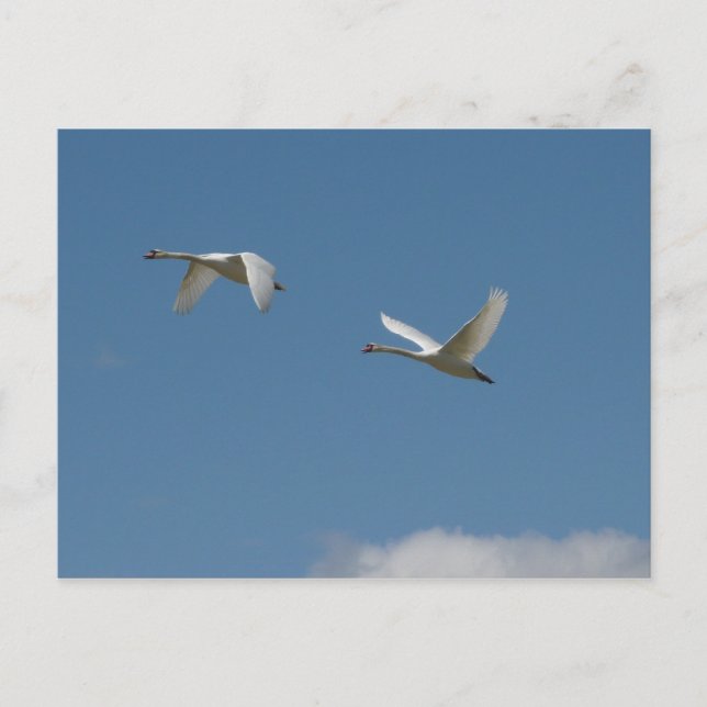 Carte Postale Cygnes en vol (Devant)
