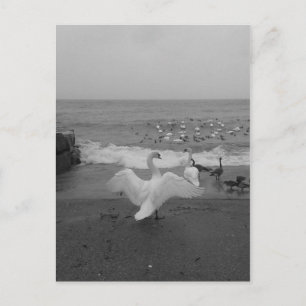 Carte Postale Cygnes et oiseaux noirs et blancs sur le lac Ontar