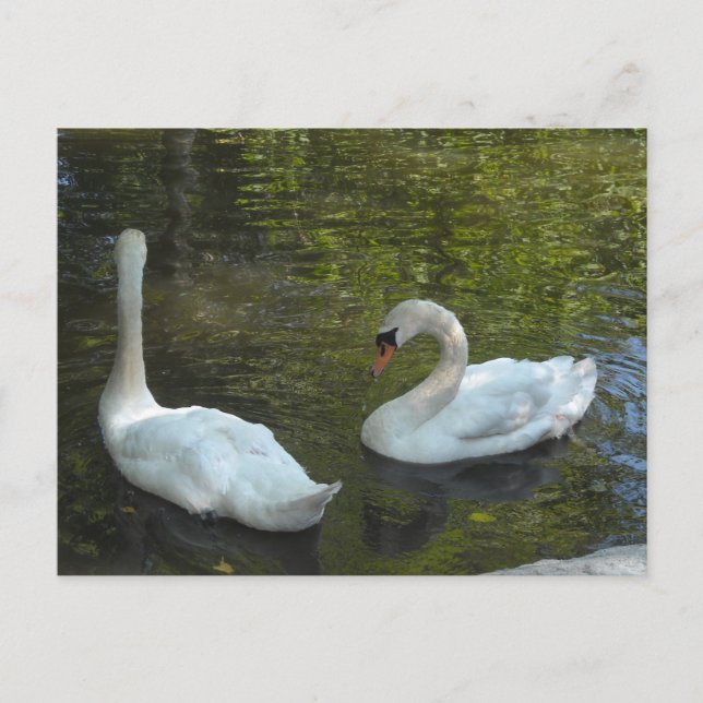 Carte Postale Cygnes gracieux (Devant)