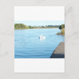 Carte Postale Cygnes sur le corridor fluvial