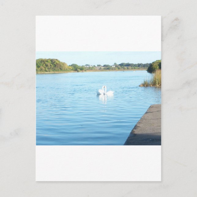 Carte Postale Cygnes sur le corridor fluvial (Devant)