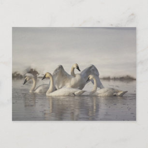 Carte Postale Cygnes trompette dans la rivière Madison en hiver