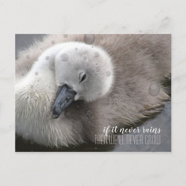 Carte Postale Cygnet Swan dans la pluie Inspirationnel (Devant)