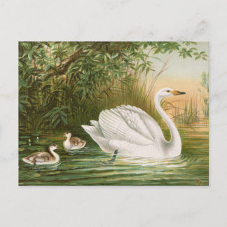 Carte Postale Cygnus cygnus par Johann Friedrich Naumann