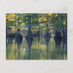Carte Postale Cyprès Bald Arbres   Horseshoe Lake Illinois