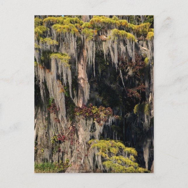 Carte Postale Cyprès en étang dans un marécage inondé (Devant)