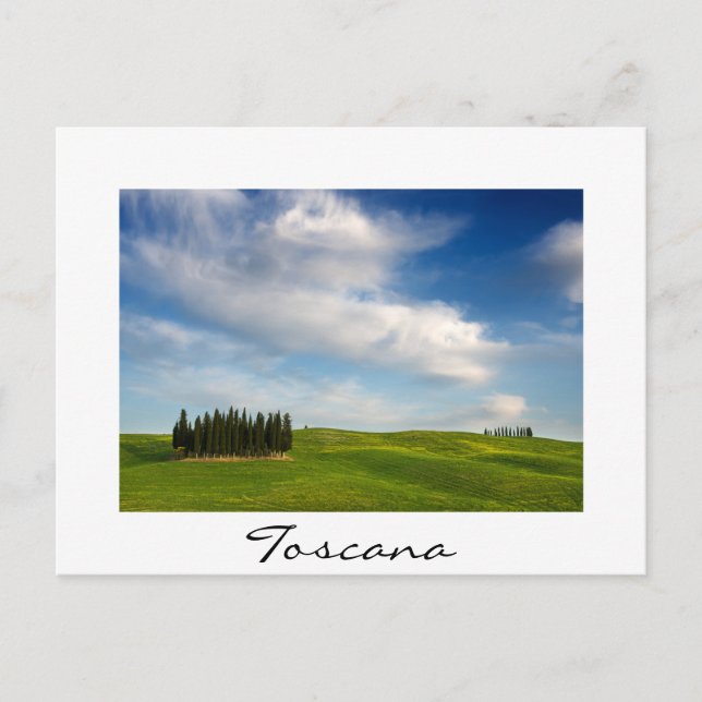 Carte Postale Cyprès en Toscane en été (Devant)
