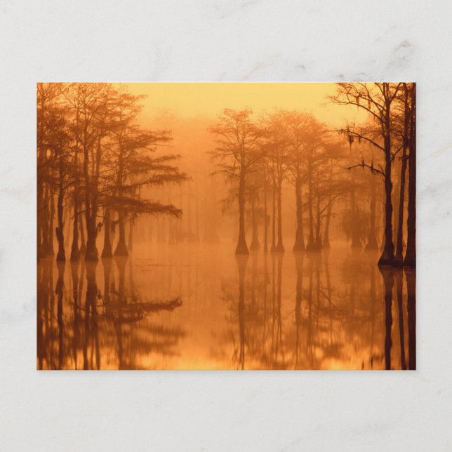 Carte Postale Cyprès George Smith State Park (Devant)