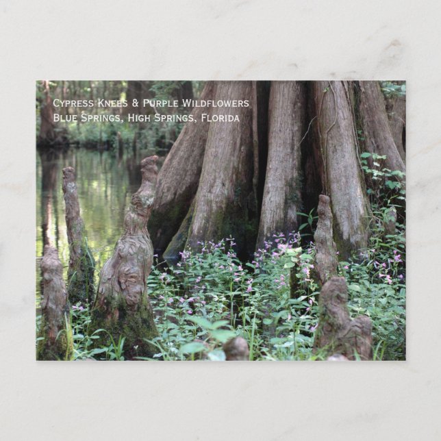Carte postale Cypress Knees (Devant)