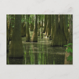Carte postale Cypress Swamp