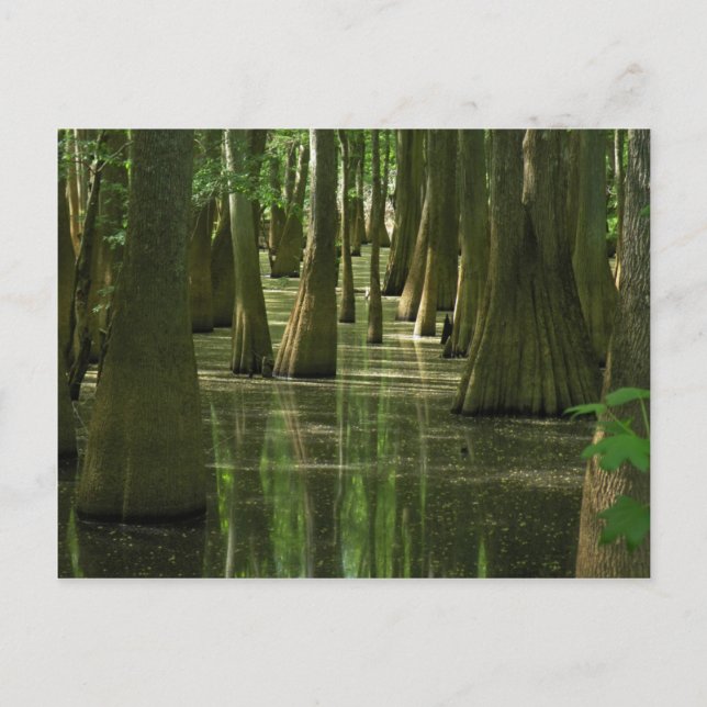 Carte postale Cypress Swamp (Devant)