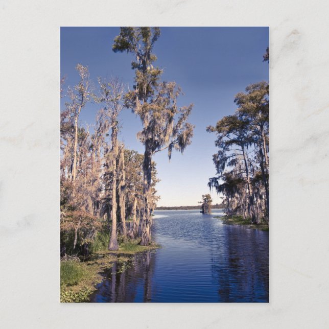 Carte Postale Cypress Trees (Devant)
