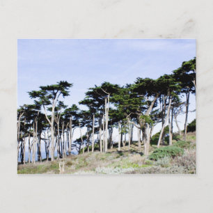 Carte Postale Cypress Trees à Sutro Park, San Francisco