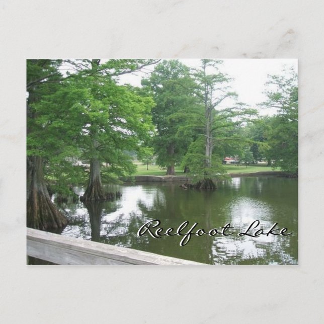 Carte Postale Cypress Trees au lac Reelfoot (Devant)