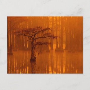 Carte Postale Cypress Trees   Parc d'état George Smith