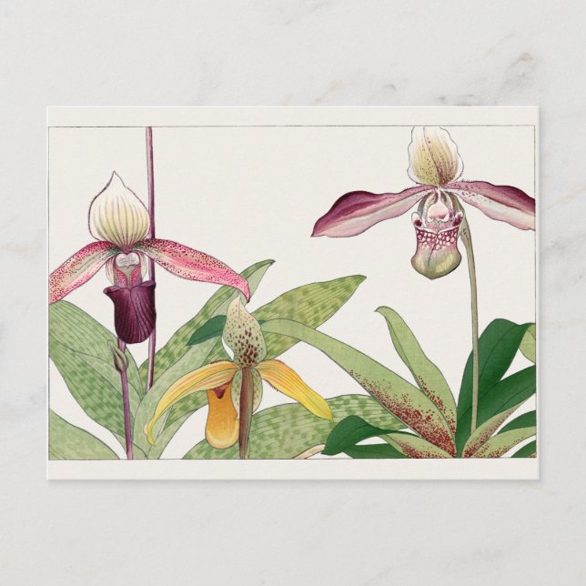 Carte Postale Cypripedium par Tanigami Konan (Devant)