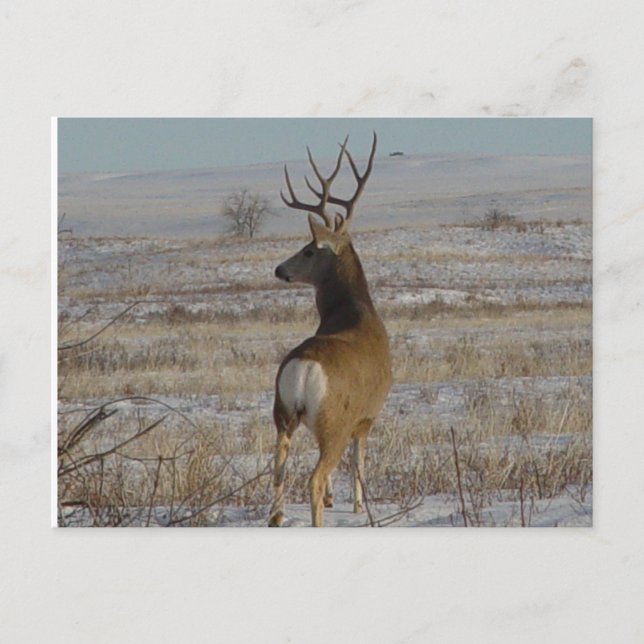 Carte Postale D20 Mule Deer Buck à Snow (Devant)