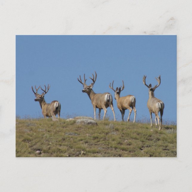 Carte Postale D9 Mule Deer Bucks à Velvet Sky Lined (Devant)