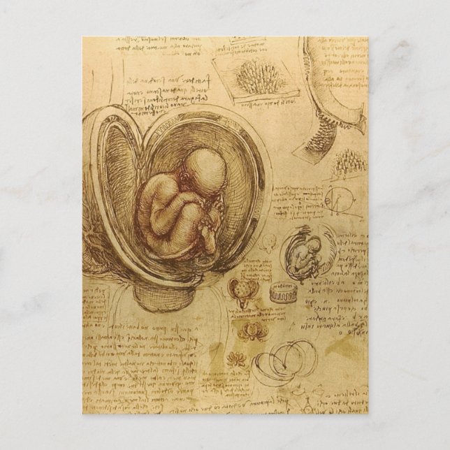 Carte Postale da Vinci - Croquis Embryo (Devant)
