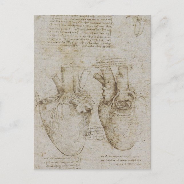Carte Postale Da Vinci : des croquis d'anatomie du coeur humain (Devant)