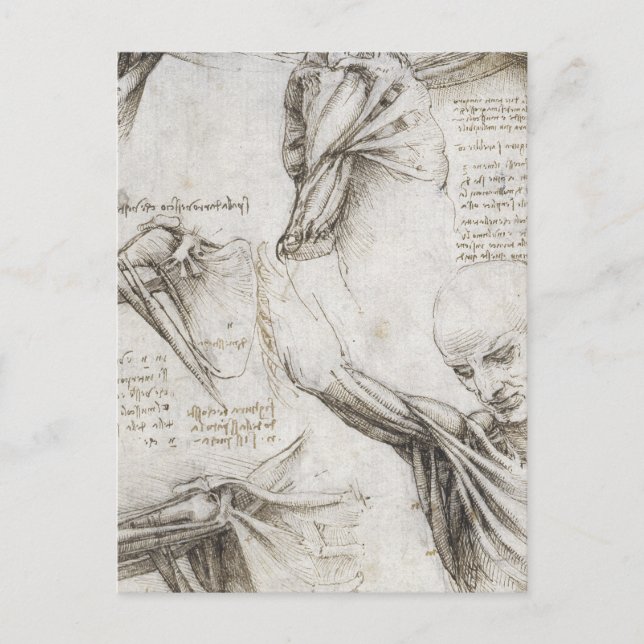 Carte Postale Da Vinci, Léonard - Étude de l'anatomie (Devant)