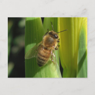 Carte postale d'abeille à fleurs blanches