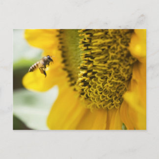 Carte postale d'abeille et de tournesol