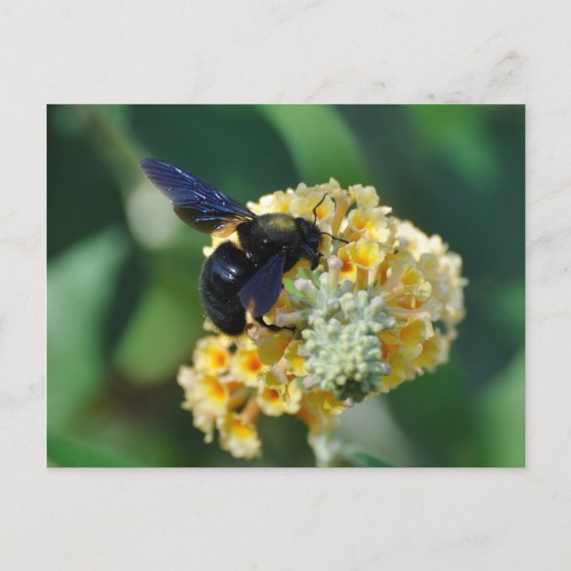 Carte postale d'abeilles de charpentier violet (Devant)