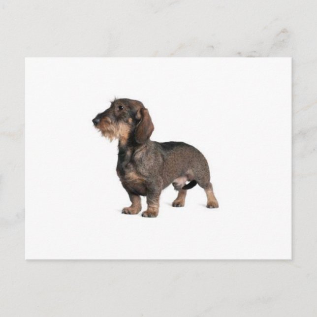 Carte Postale Dachshund (Devant)