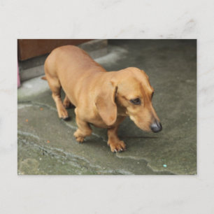 Carte Postale Dachshund