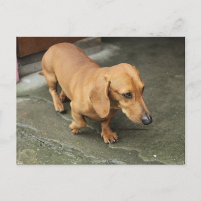 Carte Postale Dachshund (Devant)