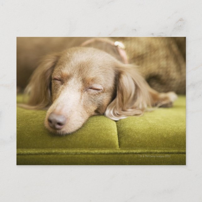 Carte Postale Dachshund (Devant)