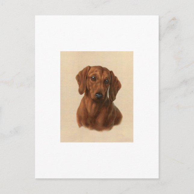Carte Postale Dachshund (Devant)