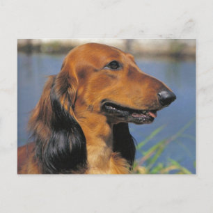 Carte postale Dachshund
