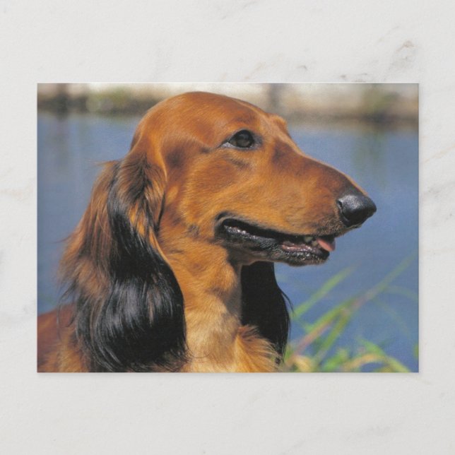 Carte postale Dachshund (Devant)