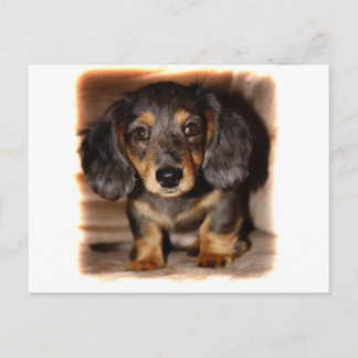 Carte Postale Dachshund