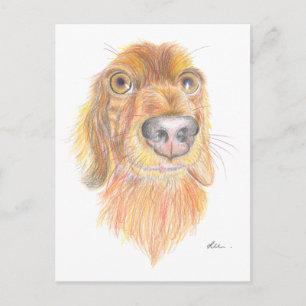 Carte Postale Dachshund