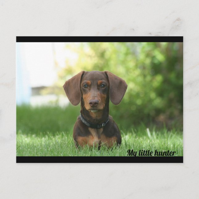 Carte Postale Dachshund (Devant)