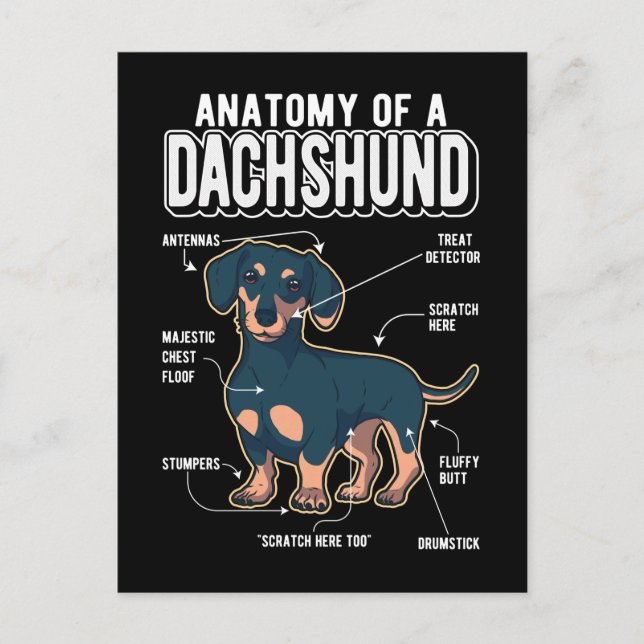 Carte Postale Dachshund Anatomie drôle chien (Devant)