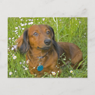 Carte Postale dachshund aux cheveux longs