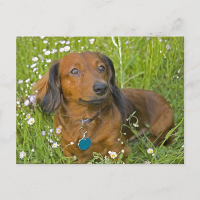 Carte Postale dachshund aux cheveux longs (Devant)