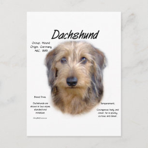 Carte Postale Dachshund (cheveux filaires)