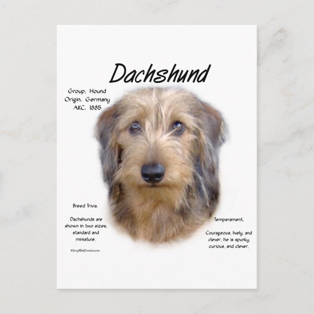 Carte Postale Dachshund (cheveux filaires) (Devant)