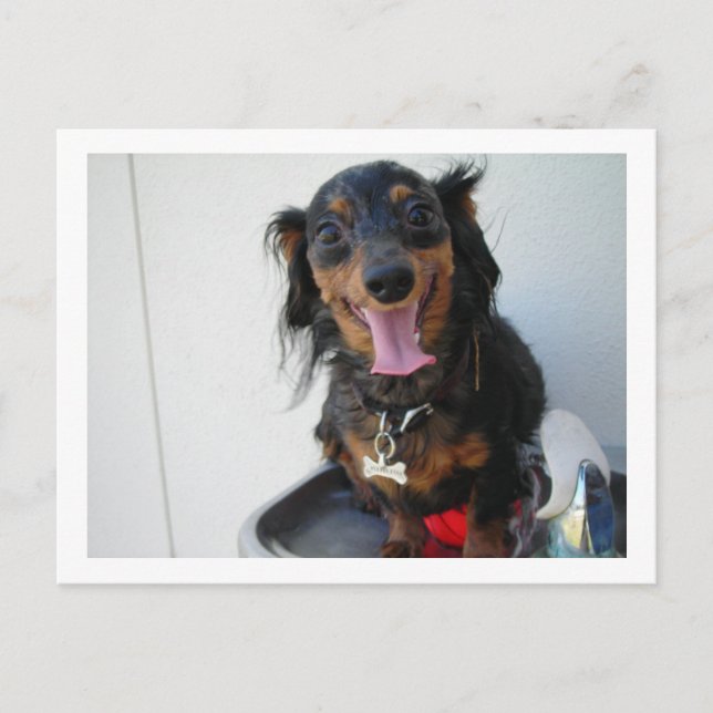 Carte Postale Dachshund dans une fontaine à boire (Devant)
