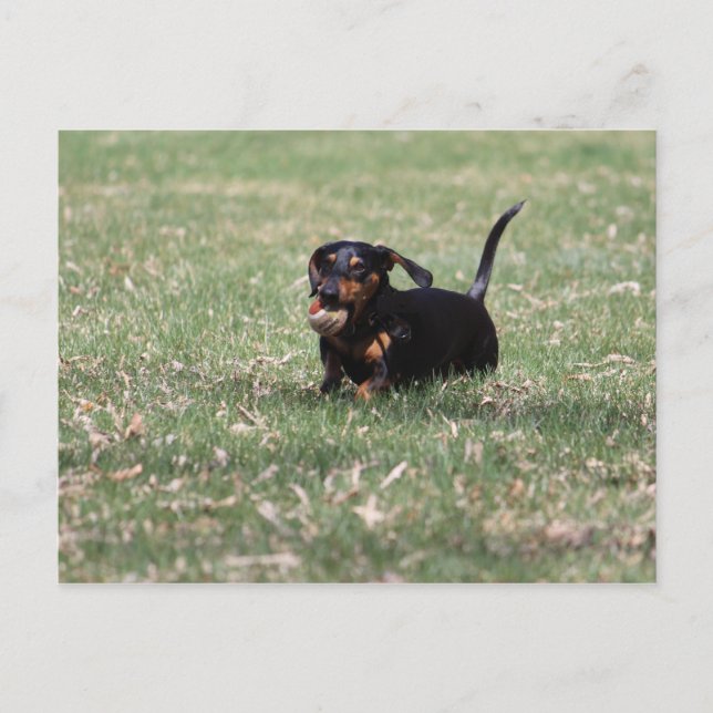 Carte Postale Dachshund en cours (Devant)